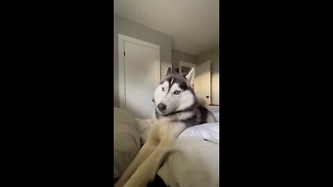 funny pets videos