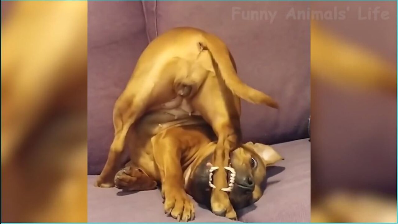 Dog Wants A Bone So Badly