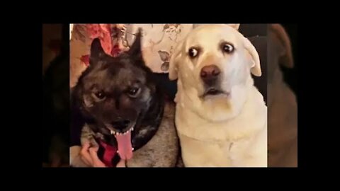 Vídeos graciosos de mascotas