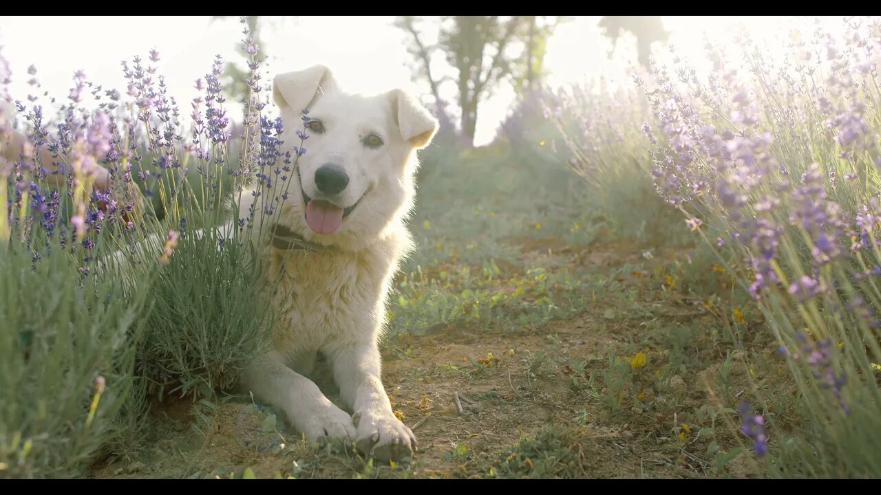 Dog The best dog 🐕 animals