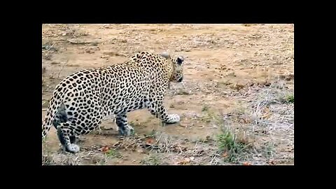 Wild Animals 4k Video Collection Top Attack Fight %408K VIDEOS