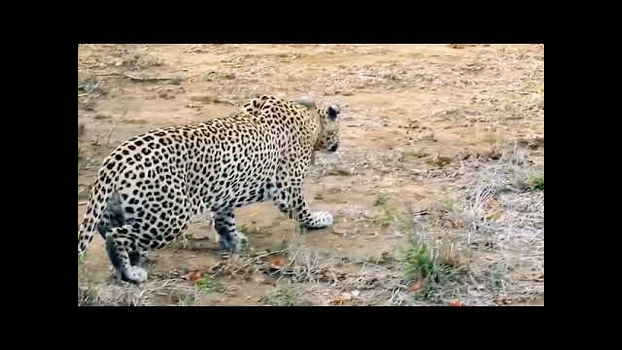 Wild Animals 4k Video Collection Top Attack Fight %408K VIDEOS