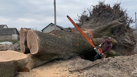 Man vs 300 year old Oak