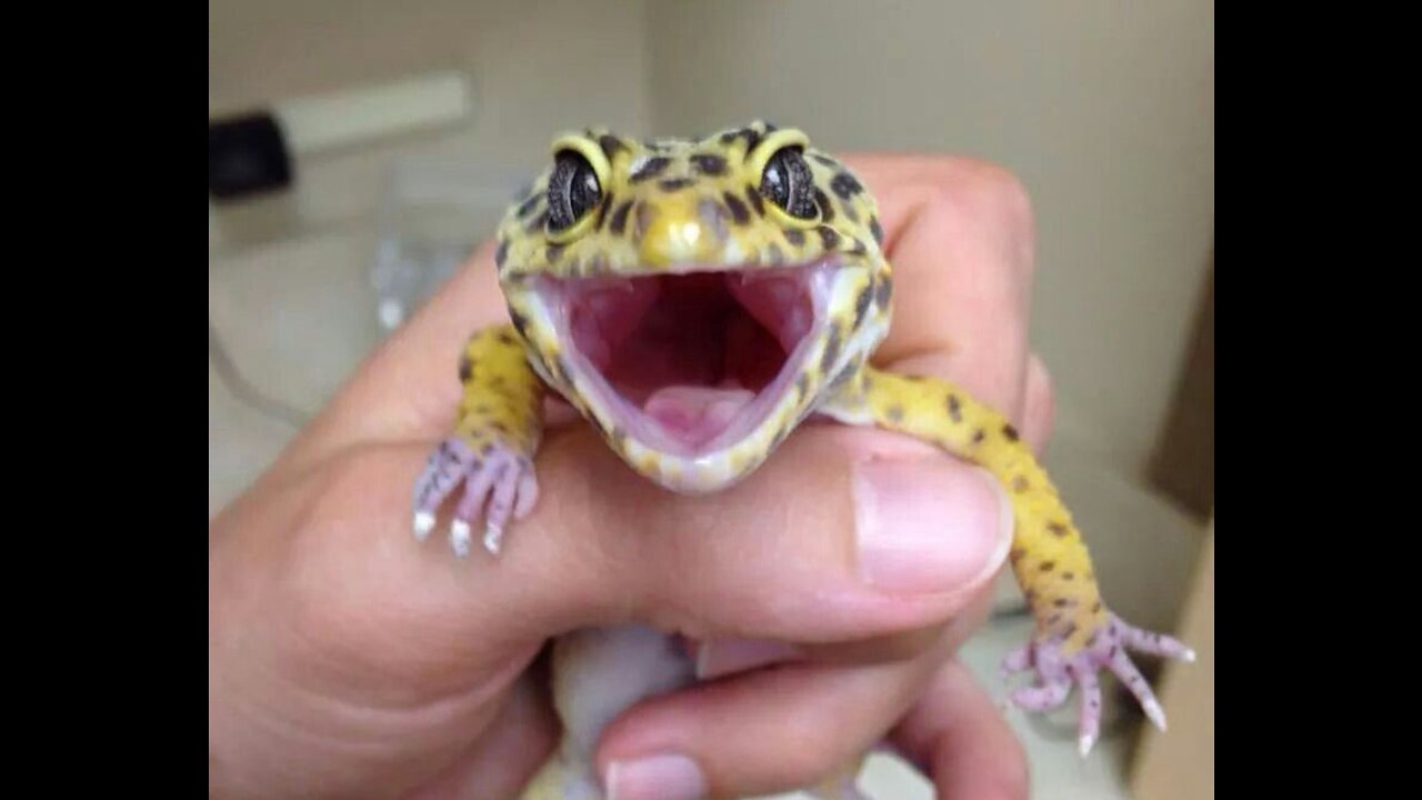 Satisfied Lizard