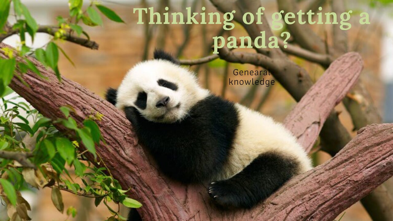 Dreaming of having a cuttie panda? Here's What It Takes