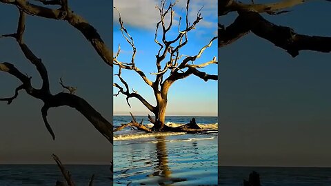 ⛱️ Jekyll Island ⛱️ - Driftwood Beach 3 #shorts