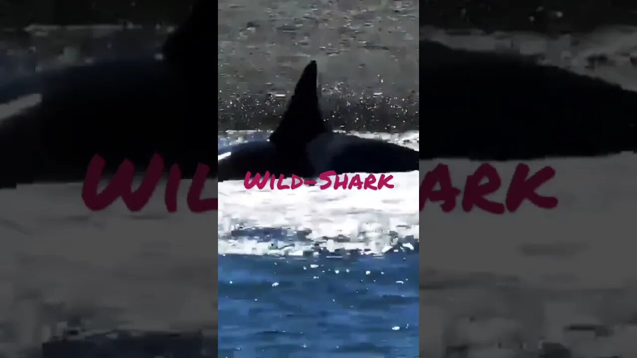 Wild Shark