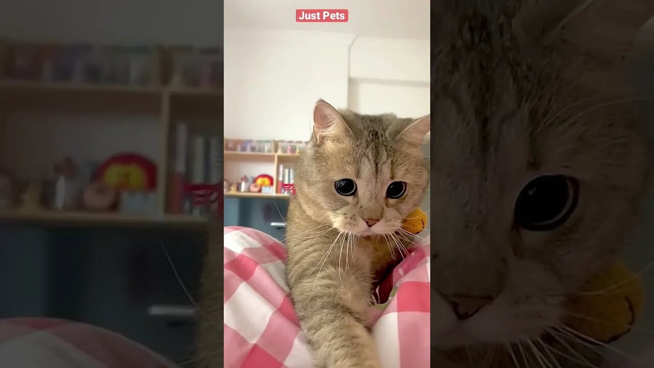 Oh Hello 🐈 #cute #funnyanimals #tiktok #funnyvideos #cat