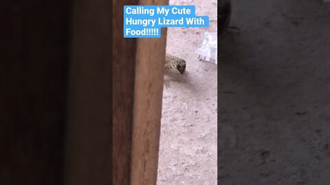 Calling My Cute Hungry Lizard With Food #Shorts