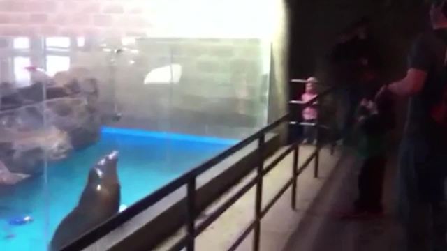 "Playing Fetch With Sea Lion"