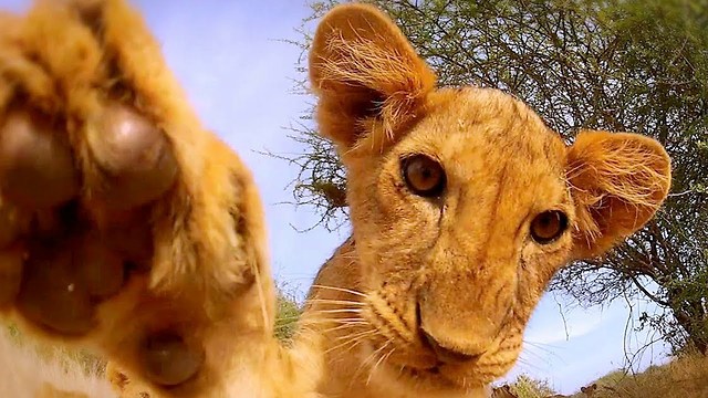 Cute Lion Cubs Hone Their Hunting Skills On A GoPro Camera