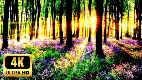 Relaxing Forest Ambience: Listen to Birds Singing and Piano Music