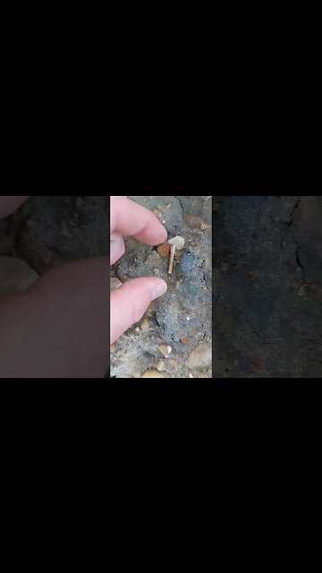 Tiniest fossil bone #fossil #geology #science #nz