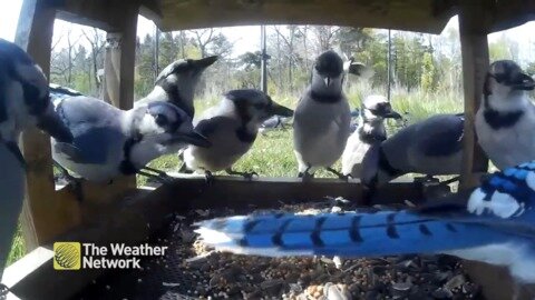 It's a party and ALL the blue jays are invited