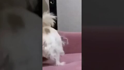 cat fight with dog #pet #viral #shorts