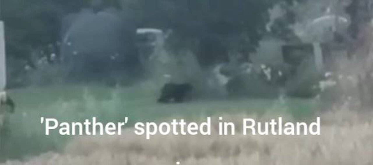'Panther' spotted in Rutland
