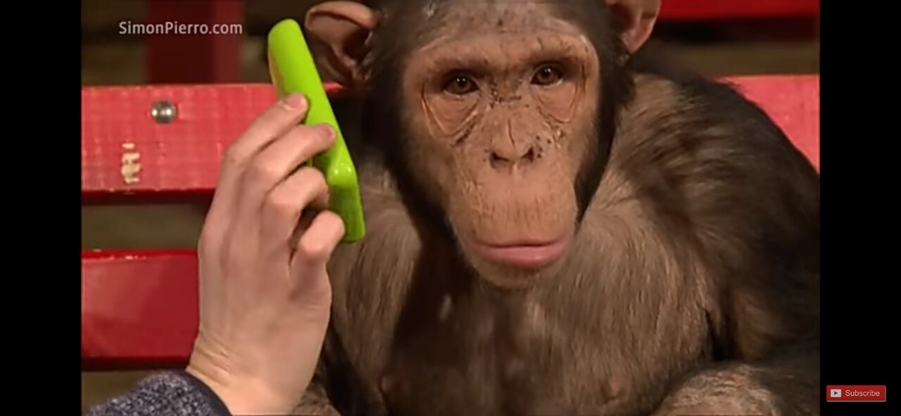 Monkeys react to magic