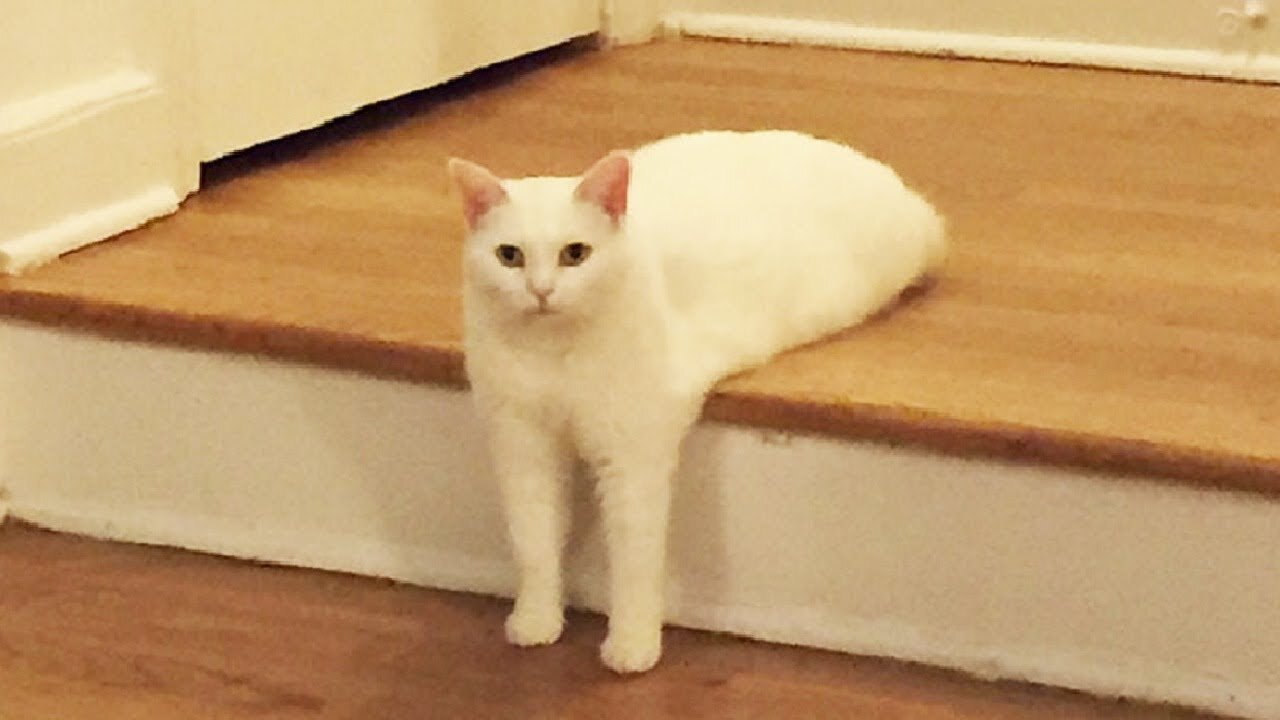 Top Funny Cat Videos Of The Weekly - Try Not To Laugh 145