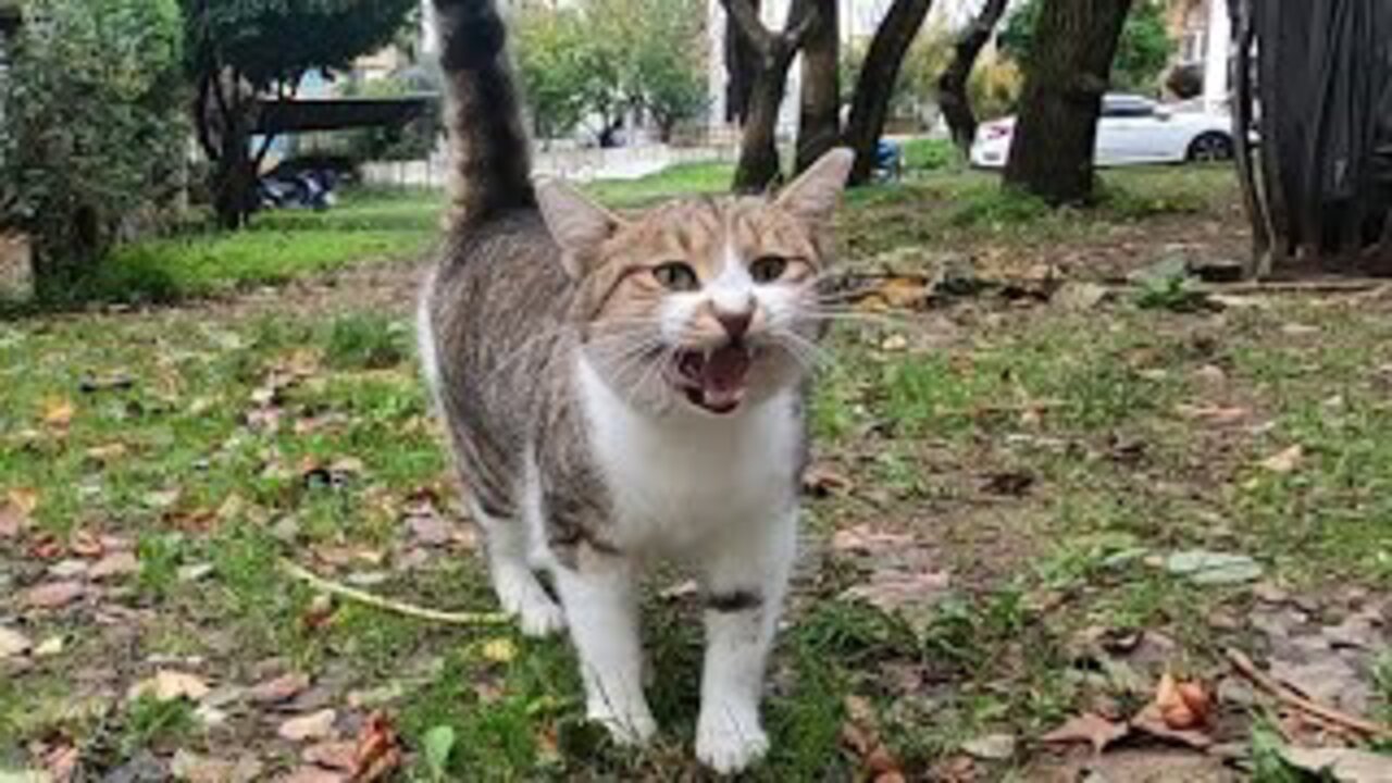 Cat meowing like a duck wants food with her cute meow