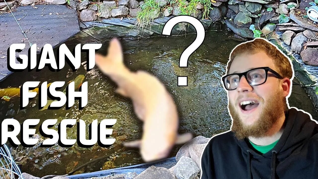 GIANT 27 in koi fish rescue/ rehome [rescuing 2 extra large koi fish]