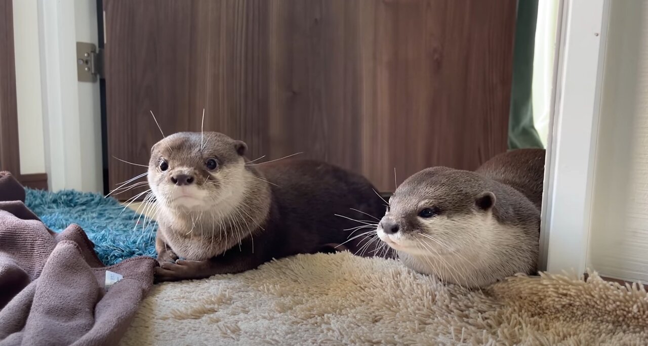 Otter Cute Morning Greeting