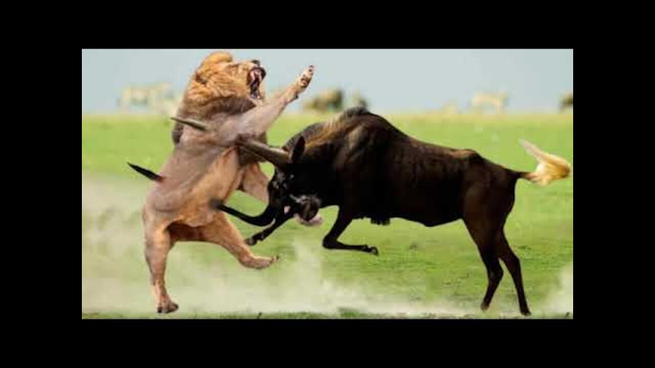 King Lion Attacks a Buffalo, a Herd of Buffalo Attacks