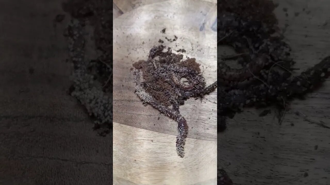 white mites eating dead worms and red mites being cringe #vermicompost #worms #wormbin