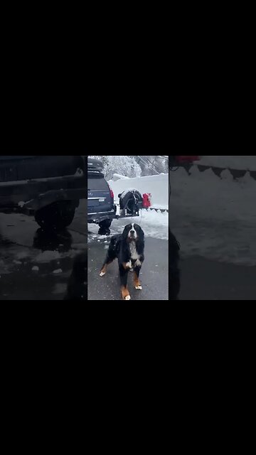 110 lb Atomic Dog #shorts #bernesemountaindogs #dogsofyoutube #funnydogs