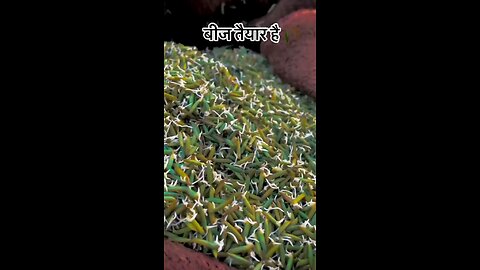 jaat ke thaat #farming #viral #trending