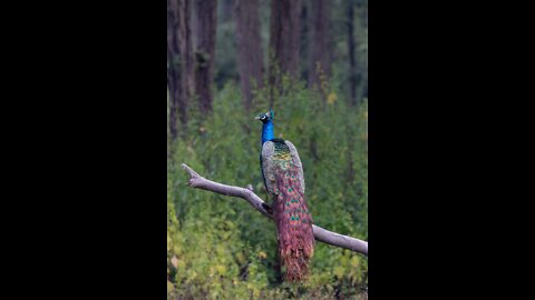 Beautiful Peacock Dance with natural sound4Kview#Peacocks have a top running speed of around 16 km/h