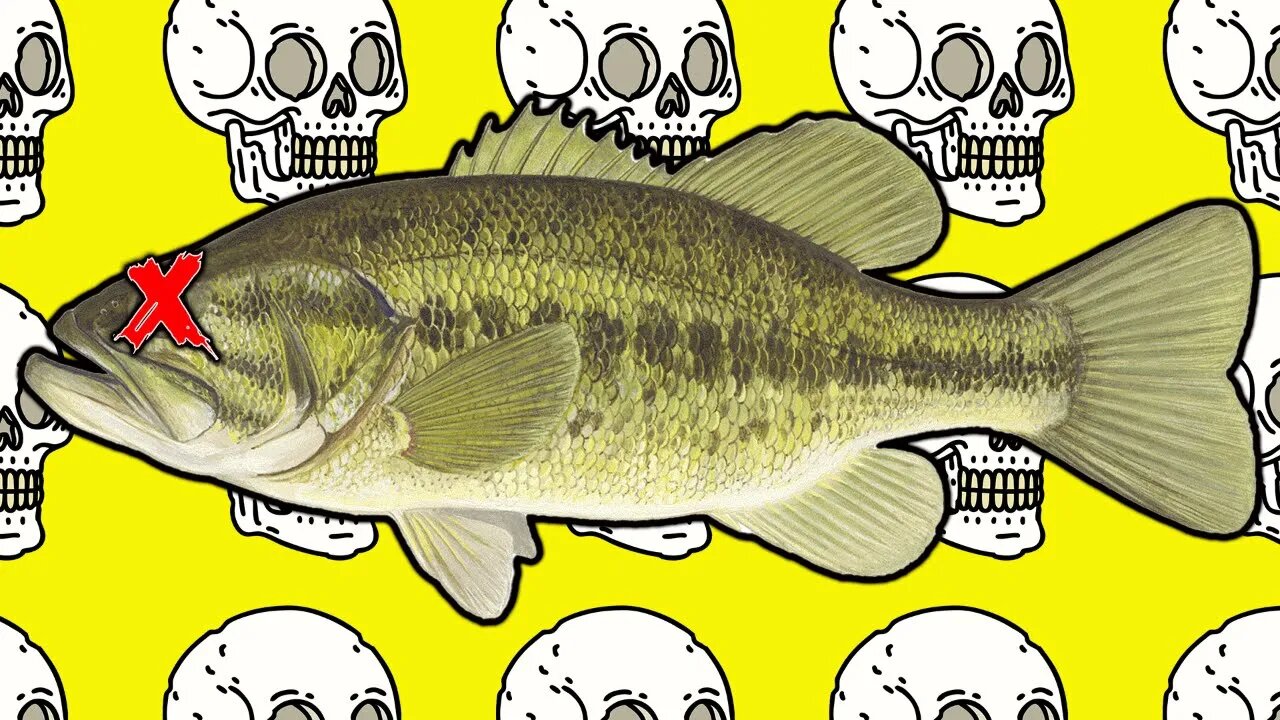 WHAT ACTUALLY KILLS BASS?!?