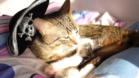 Pirate Cat Has a Shiny Fur