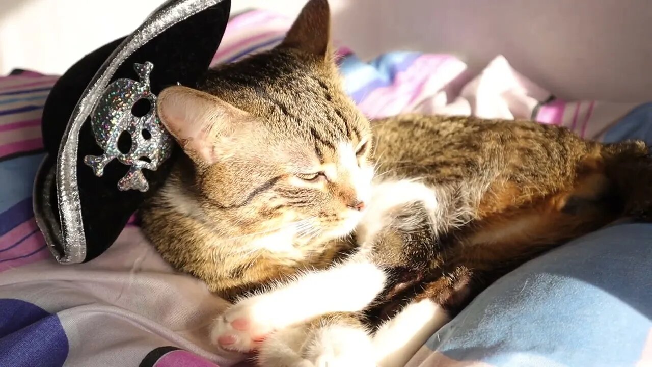 Pirate Cat Has a Shiny Fur