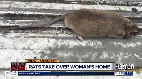 Henderson woman blames rat infestation on neighbor's chicken coop