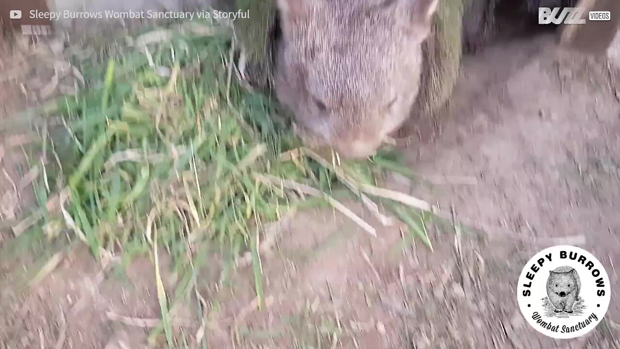 Wombat s'innervosisce quando qualcuno si avvicina al suo cibo