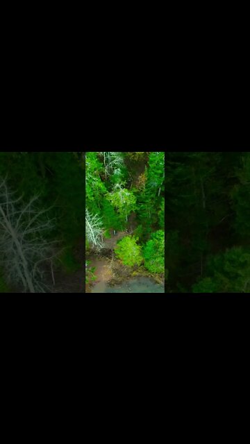 Flying into the Trees #drone