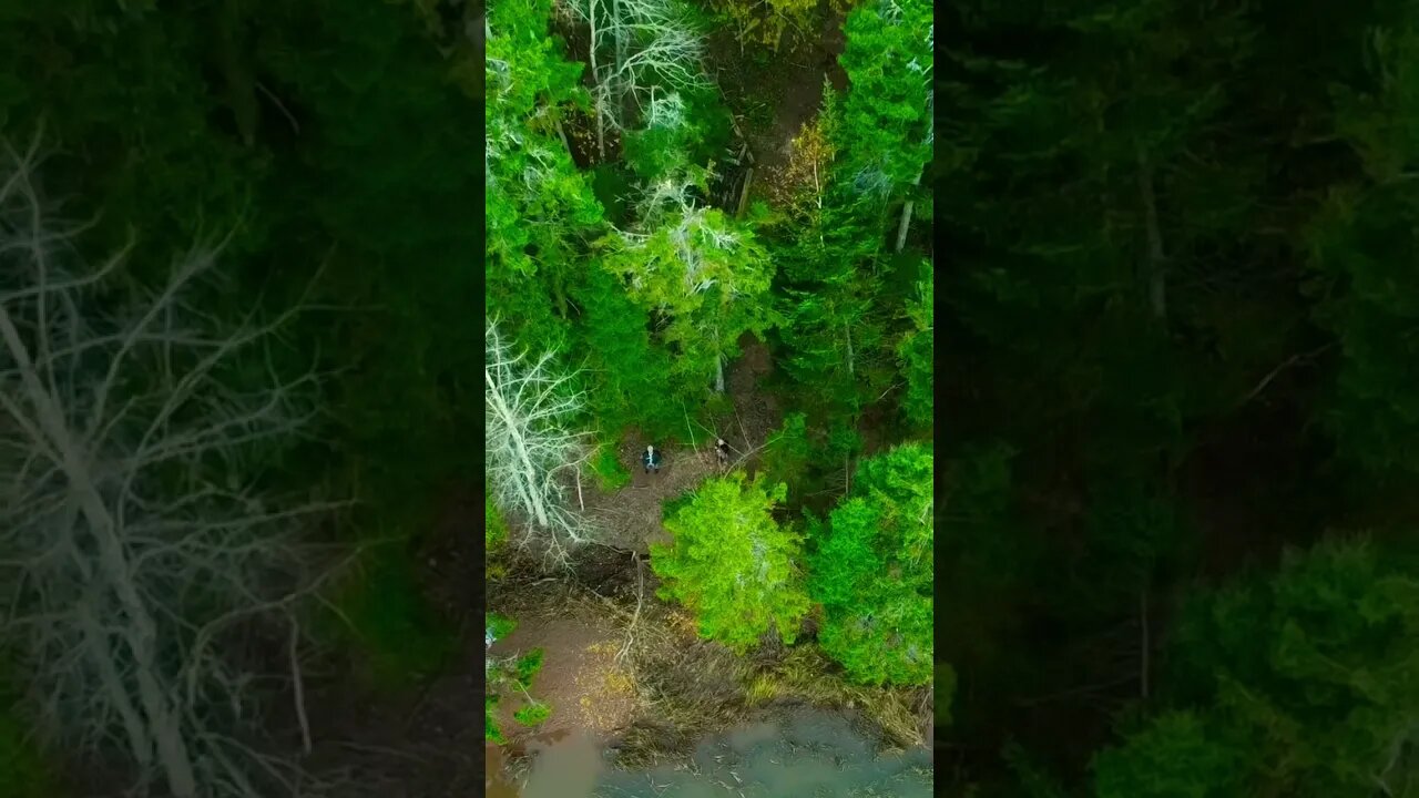Flying into the Trees #drone