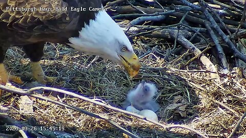 Hays Eagles Mom Attempts to feed H19 3.26.23