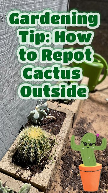 Gardening Tip: How to Repot Cactus Outside!