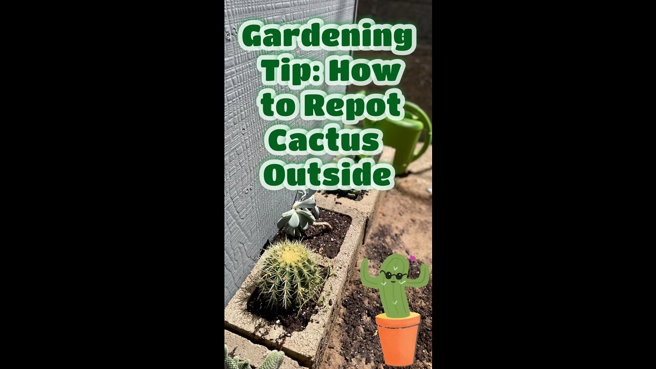 Gardening Tip: How to Repot Cactus Outside!