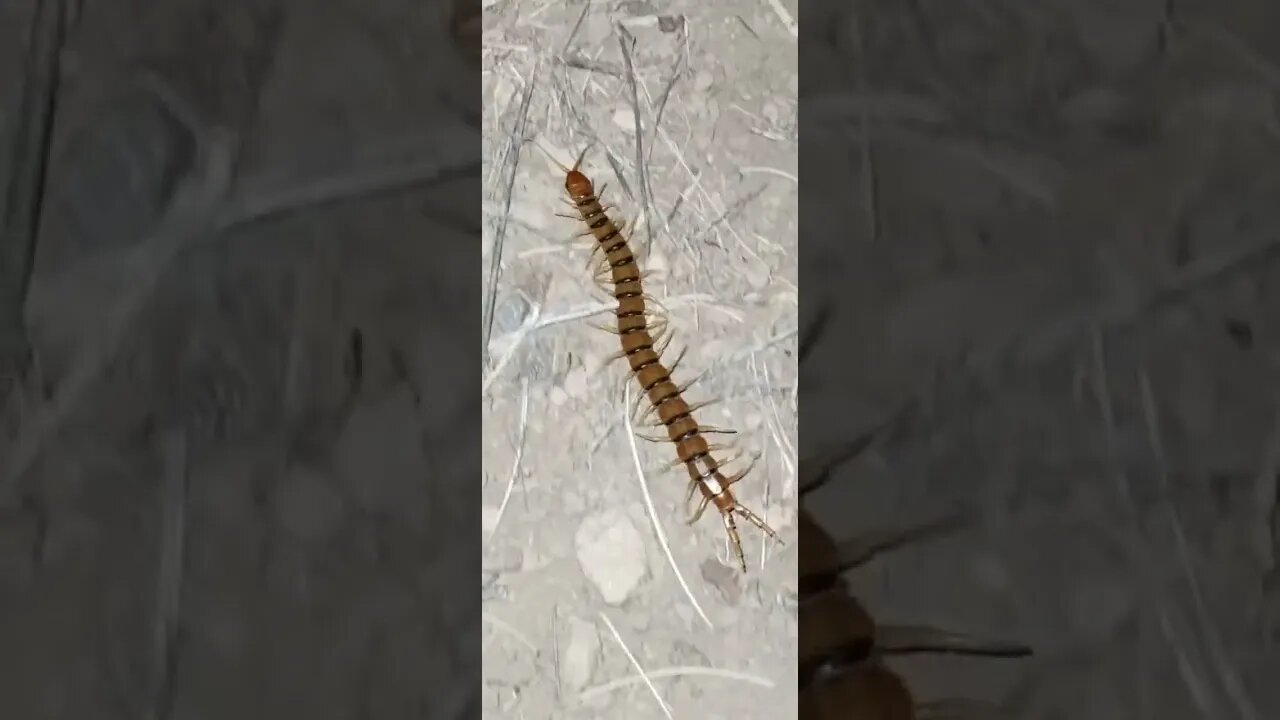 Creepy crawly Centipede! Arizona, off-grid living, desert bugs