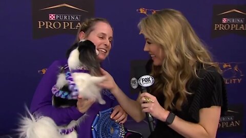 Best of the Agility competition from the 2020 Westminster Kennel Club Dog show