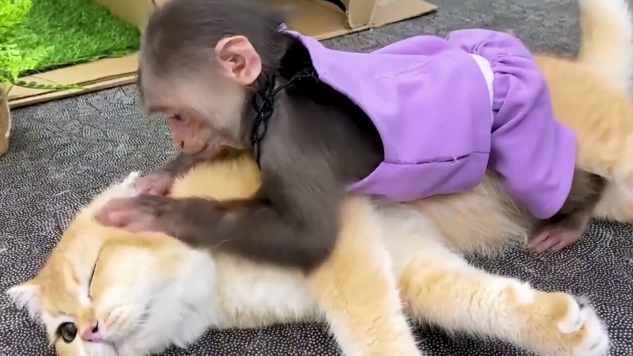 Cute Puppies Monkey video #short parts#5