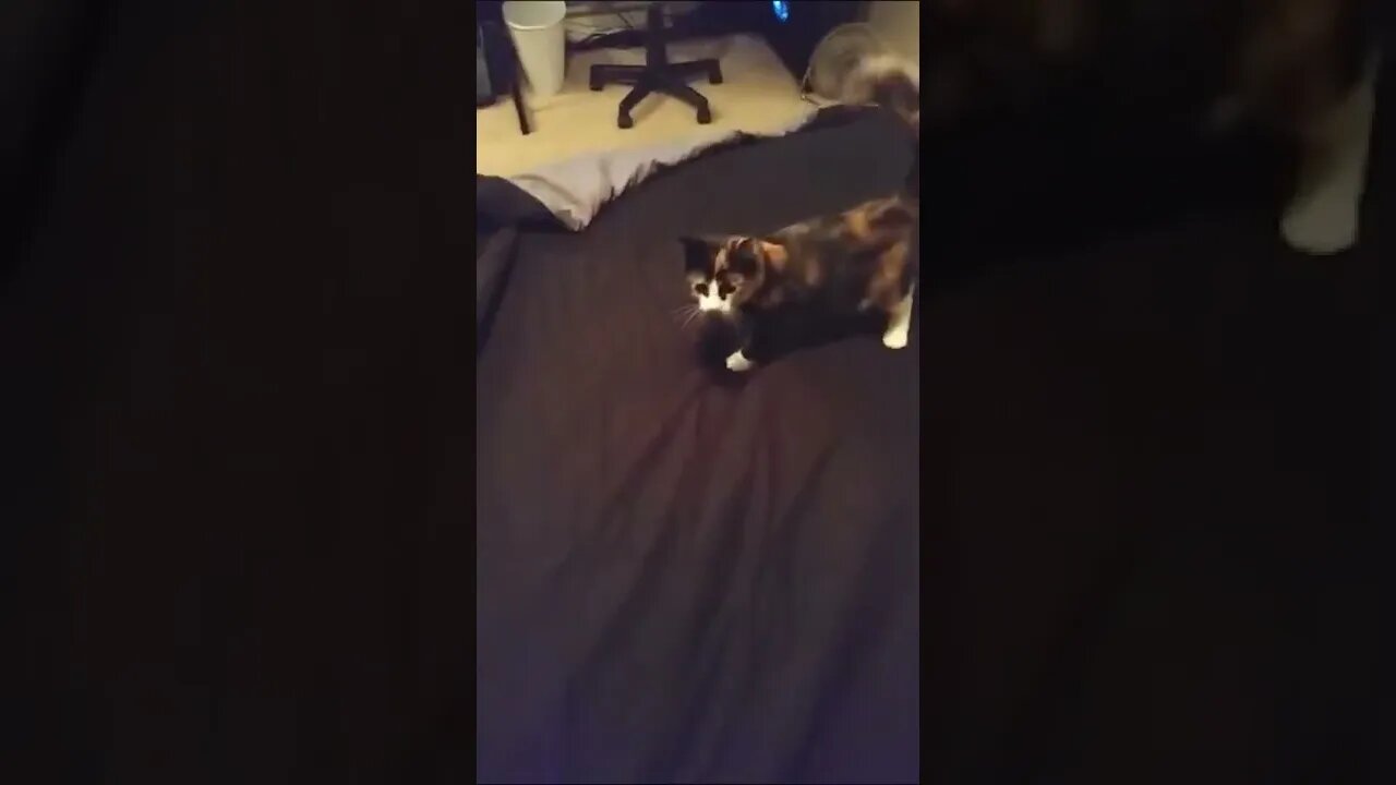 Jumping Kitten Compilation