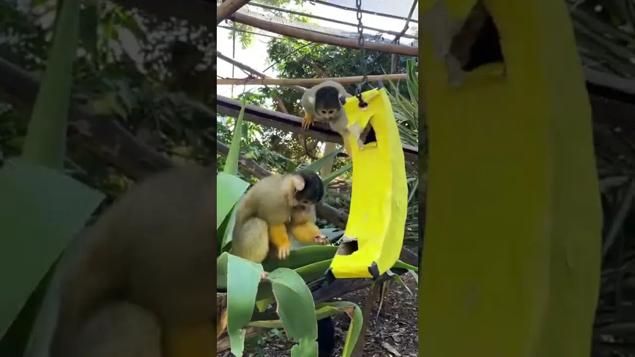 Enrichment for the Bolivian Squirel Monkeys