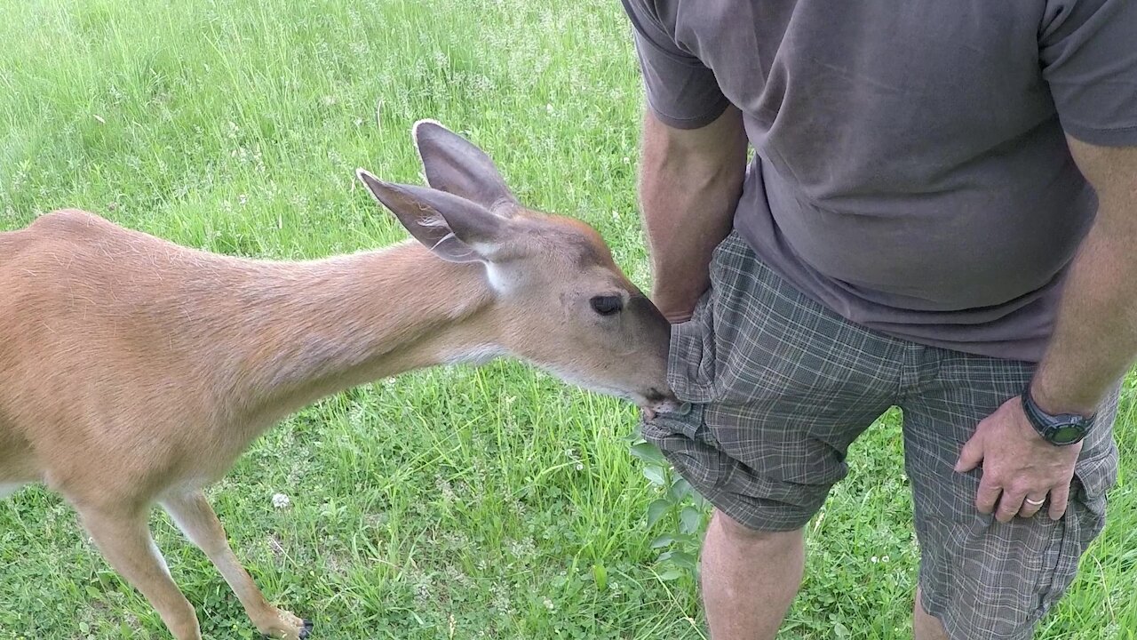 Stealthy wild deer incredibly pickpockets this man for corn