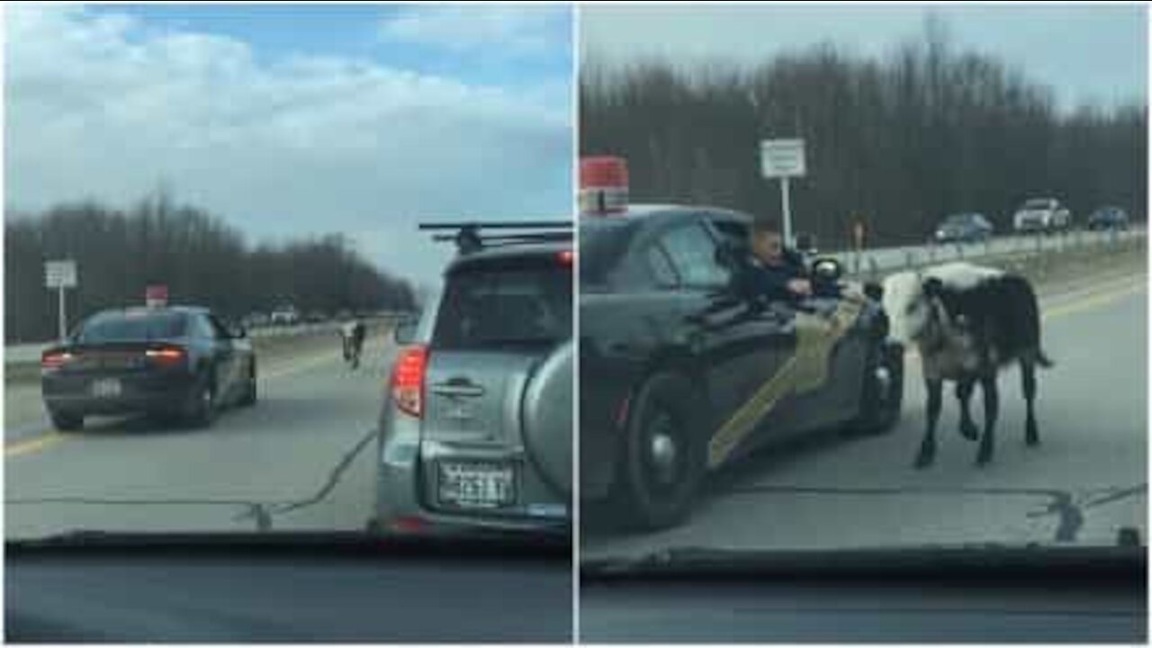 Politiet jakter på en løs ku på en motorvei