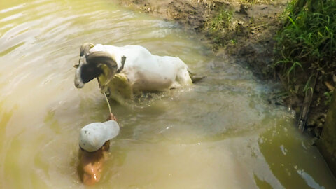 funny sheep bathing in the river