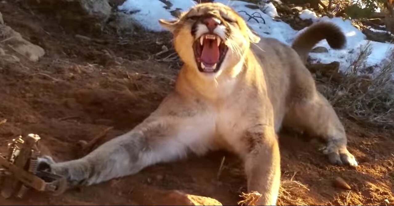 man and chased by a cougar in slate canyon park