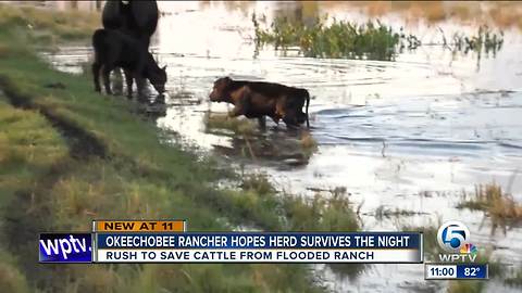 Okeechobee cows in jeopardy after leaky dike floods ranch